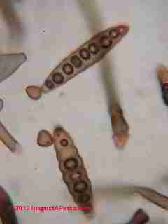 Bipolaris - Drechslera fungal spores © D Friedman at InspectApedia.com 